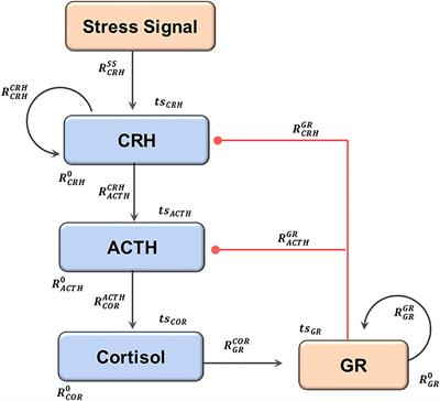 A Modeling and Machine Learning Pipeline to Rationally Design Treatments to Restore Neuroendocrine Disorders in Heterogeneous Individuals